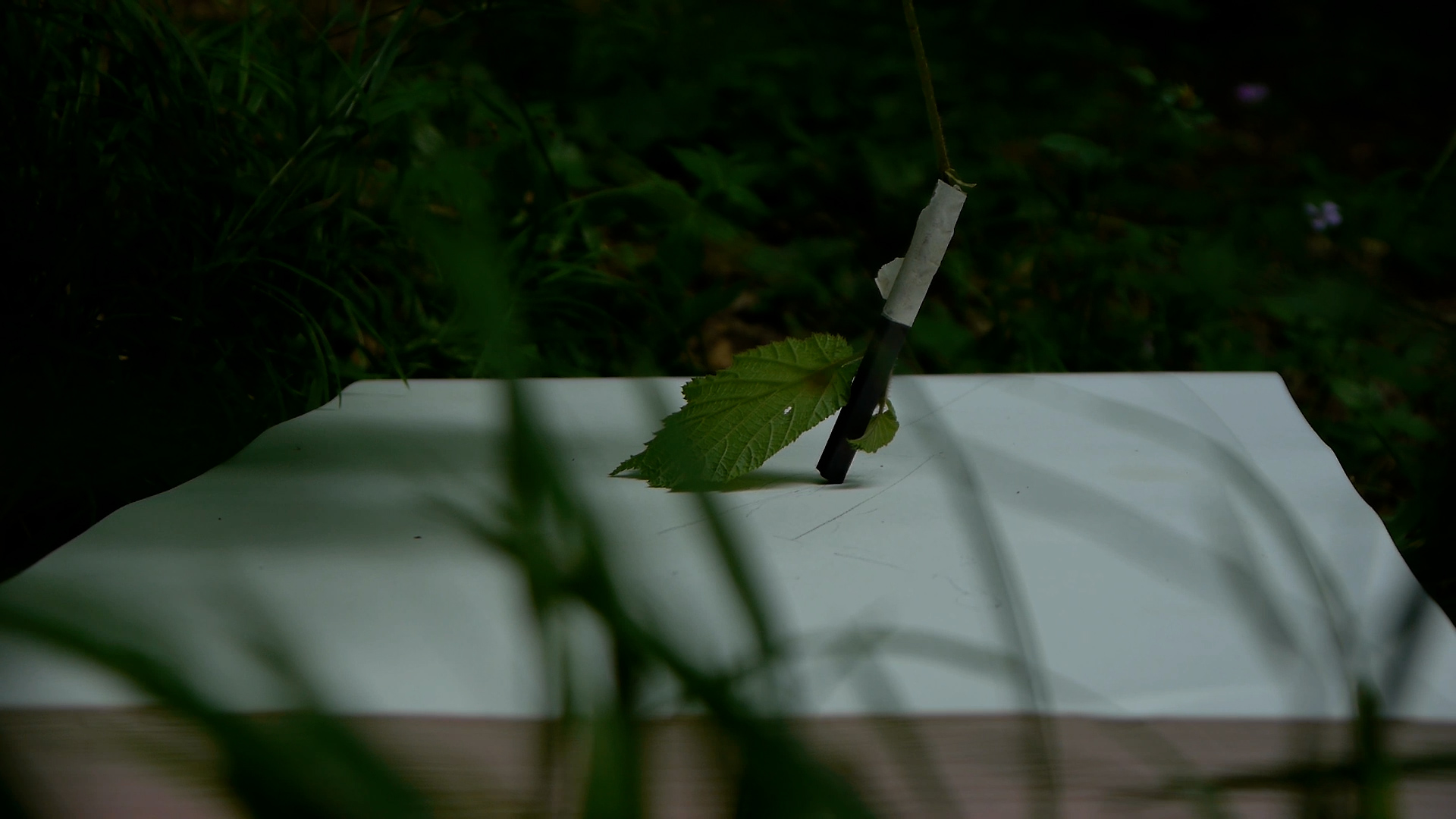 Drawing From Trees video still